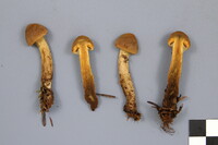 Cortinarius pellstonianus image